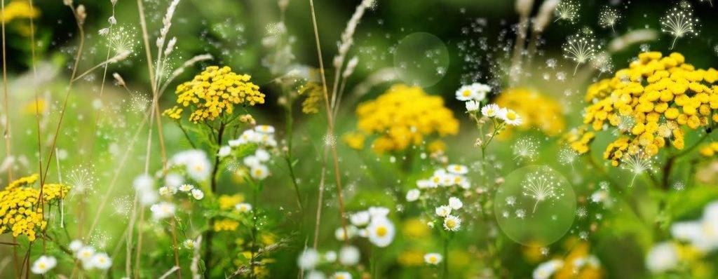 Flowers and pollen in the air